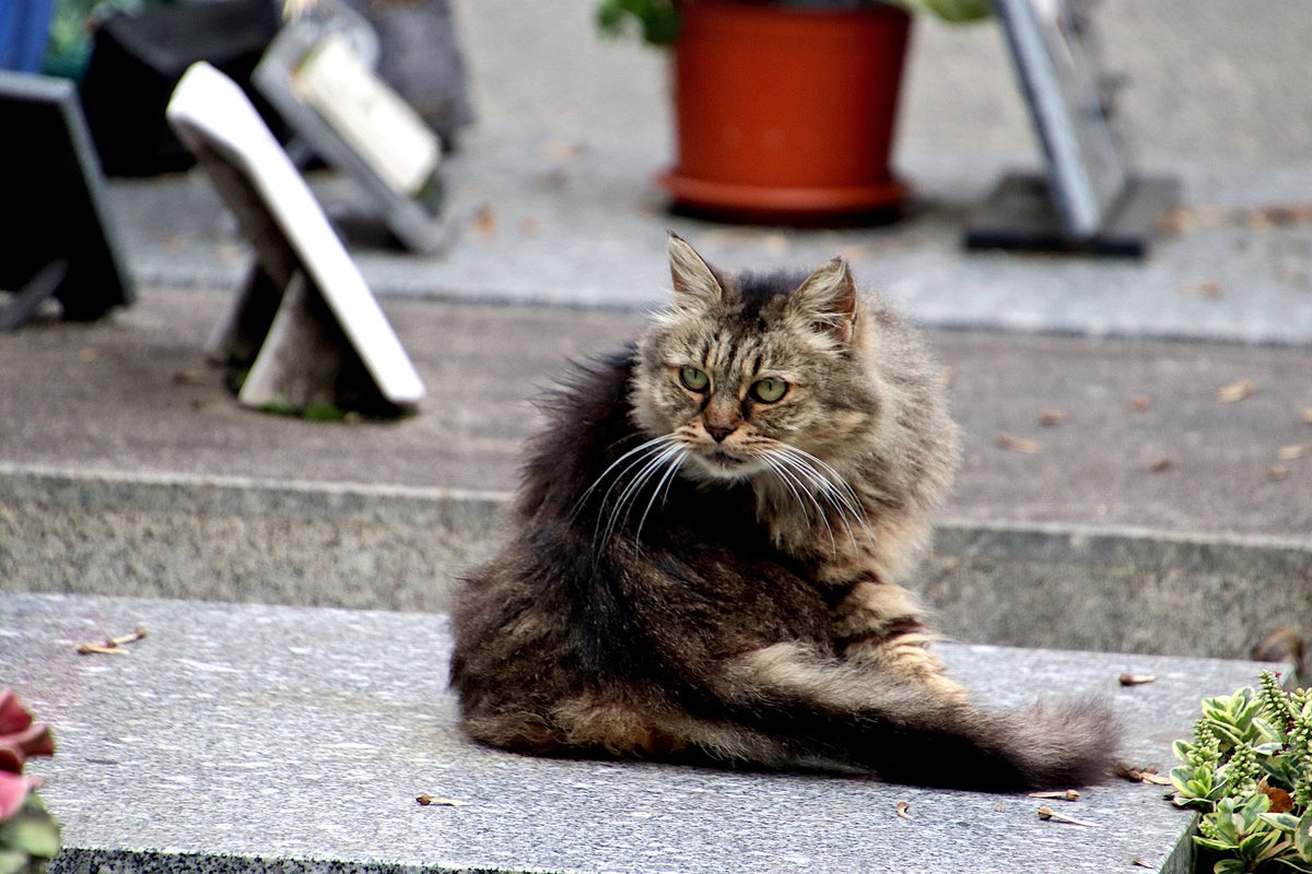 Παγκόσμια Ημέρα Αδέσποτων Ζώων: Δεδομένη η ευαισθησία του δήμου Νεάπολης-Συκεών – Τι δείχνουν τα στοιχεία