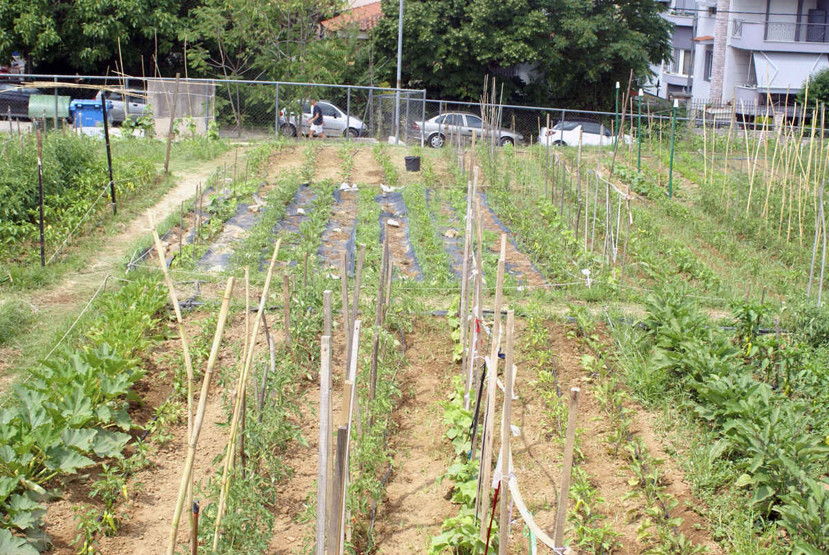 Άρχισαν οι αιτήσεις για τους δημοτικούς λαχανόκηπους στο δήμο Νεάπολης-Συκεών – Οι δικαιούχοι  και τα απαιτούμενα δικαιολογητικά