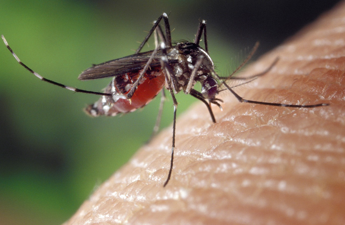 Ενημερωτική εκδήλωση για τους κινδύνους από τα τσιμπήματα των κουνουπιών την Πέμπτη στο ΚΑΠΗ Αγίου Παύλου 